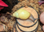 Preview: Archachatina Marginata Ovum Albina